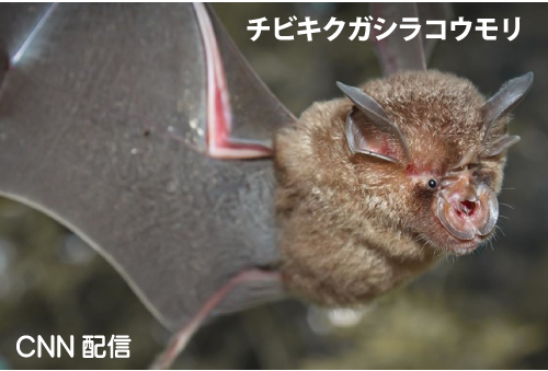 自宅療養ができればコロナウイルスは恐くない