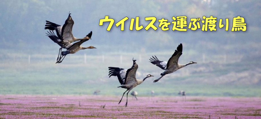 ウイルスを運ぶ渡り鳥