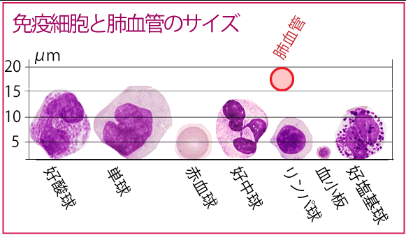 免疫細胞のサイズ